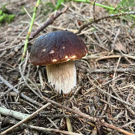 Traumhaft Ruhige Lage Eva Lamprecht * Innsbruck